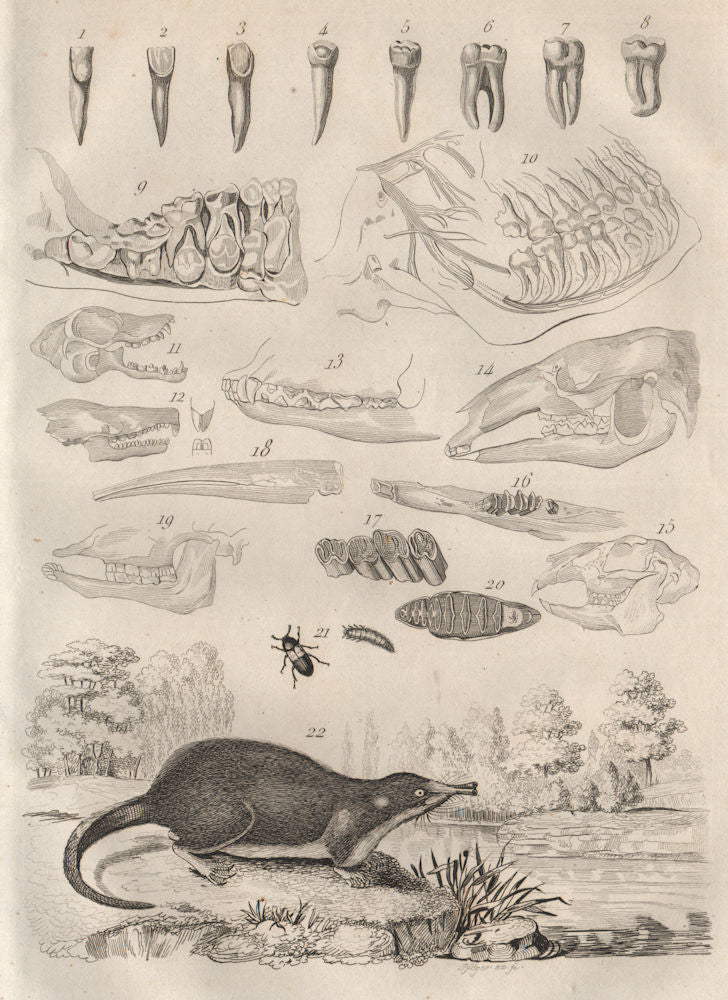 MAMMAL TEETH. Dents Mammiferes (Teeth Mammals). Dermestes beetle. Desman 1834